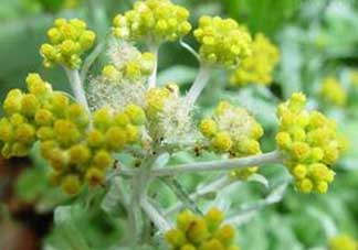 清明菜開花了能不能吃？清明菜怎么吃？