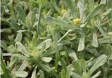 艾草能治療蕁麻疹嗎？艾草可以治療蕁麻疹嗎？