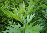 艾草可以治腳氣嗎？艾草泡腳能治腳氣嗎？