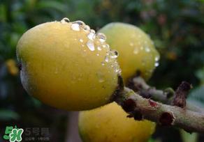 枇杷可以和蔥一起煮嗎？蔥和枇杷葉一起煮可以喝嗎？