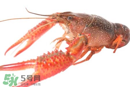 痛風(fēng)可以吃小龍蝦嗎？吃小龍蝦會(huì)引發(fā)痛風(fēng)嗎？
