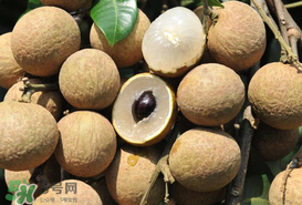 枇杷和龍眼能一起吃嗎？枇杷和桂圓能一起吃嗎？