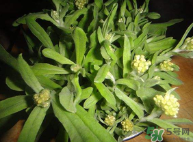 清明菜可以種植嗎？清明菜怎么種植？