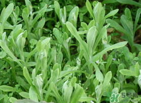 清明菜可以種植嗎？清明菜怎么種植？