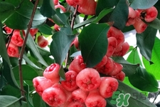 蓮霧是低糖水果嗎？蓮霧含糖量高嗎？