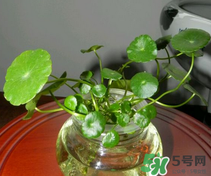 金錢草怎么養(yǎng)？金錢草好養(yǎng)嗎？