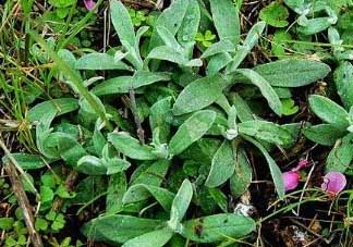 清明菜可以降血壓嗎？清明菜能降血壓嗎？