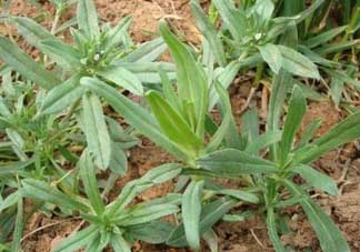 清明菜可以種植嗎？清明菜怎么種植？