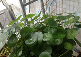 金錢草泡水喝的功效？金錢草有什么作用？