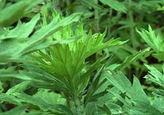 清明菜是什么？清明菜和艾草的區(qū)別