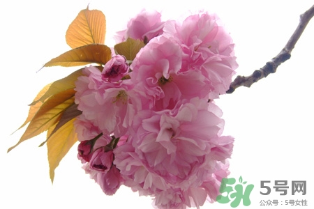 清明節(jié)掃墓能不去嗎？清明節(jié)上墳必須去嗎？