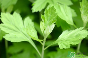 清明菜是什么？清明菜和艾草的區(qū)別 