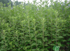 清明菜是什么？清明菜和艾草的區(qū)別 