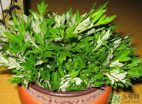 清明菜是什么？清明菜和艾草的區(qū)別 