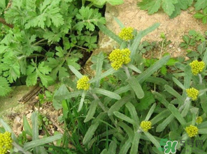清明菜是發(fā)物嗎？清明菜是不是發(fā)物？