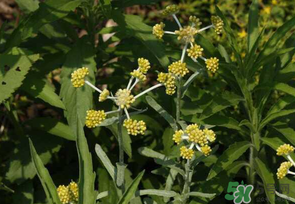 清明菜是發(fā)物嗎？清明菜是不是發(fā)物？
