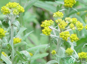 清明菜是發(fā)物嗎？清明菜是不是發(fā)物？