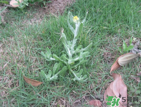 清明菜不能和什么同吃？清明菜和什么相克？