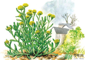 清明草叫什么？清明草有幾種？