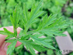 清明草是艾草嗎？清明菜是什么草？