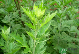 清明草是艾草嗎？清明菜是什么草？