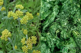 清明草能吃嗎？清明草花可以吃嗎？
