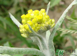 清明草能吃嗎？清明草花可以吃嗎？