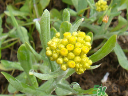 清明草能吃嗎？清明草花可以吃嗎？