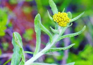 清明菜是發(fā)物嗎？清明菜是不是發(fā)物？