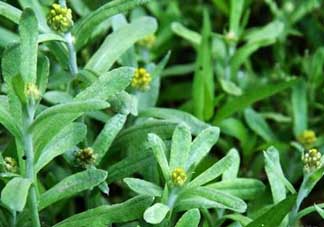 清明菜能治哮喘嗎？清明菜可以治哮喘嗎？