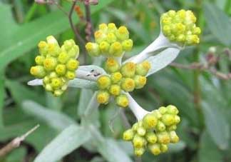 清明草能吃嗎？清明草花可以吃嗎？