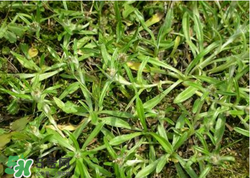 清明草可以做菜吃嗎？清明草能炒來吃嗎？