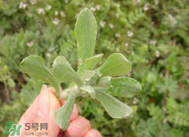 清明草可以曬干嗎？清明草曬干有什么功效？