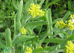 清明草可以種植嗎？清明草怎么種植？