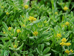 清明草可以種植嗎？清明草怎么種植？