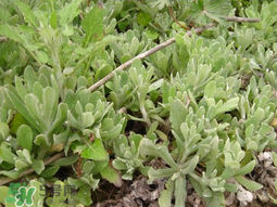 清明草可以種植嗎？清明草怎么種植？
