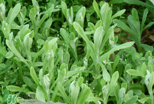 清明草可以泡茶嗎？清明草泡水喝的功效