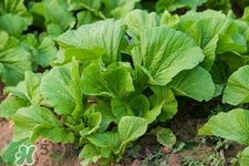 春分吃春菜有什么好處？春菜有什么營(yíng)養(yǎng)價(jià)值？