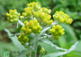 清明花粑粑怎么做？清明花粑粑的做法