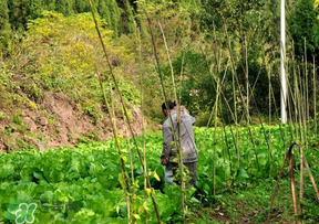 清明節(jié)種什么菜？清明節(jié)前后種什么菜？