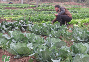 清明節(jié)種什么菜？清明節(jié)前后種什么菜？