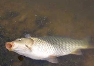 春分能夜釣嗎？春分能釣鯉魚嗎？