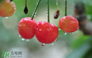 櫻桃掉果怎么回事？櫻桃掉果怎么處理？
