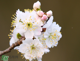 櫻桃需要授粉樹(shù)嗎？櫻桃需要什么授粉樹(shù)？