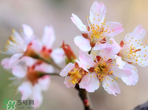 櫻桃需要授粉樹(shù)嗎？櫻桃需要什么授粉樹(shù)？