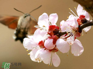 櫻桃需要授粉樹(shù)嗎？櫻桃需要什么授粉樹(shù)？