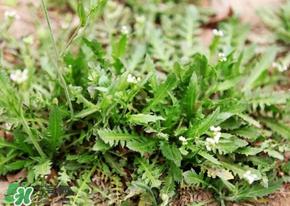 薺菜什么時(shí)候開花？薺菜花什么時(shí)候采？