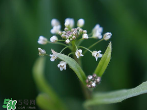 薺菜什么時(shí)候開花？薺菜花什么時(shí)候采？