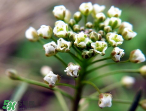 薺菜什么時(shí)候開花？薺菜花什么時(shí)候采？