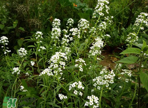 薺菜花可以泡茶嗎？薺菜花泡茶喝有什么功效？